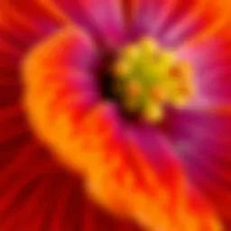 A close-up of Cuha flower petals showcasing vibrant colors and intricate details