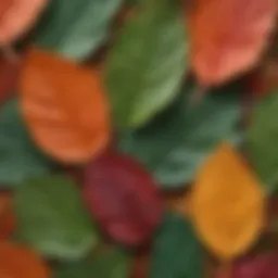 A close-up view of Güneyik Otu leaves showcasing their unique texture and coloration.