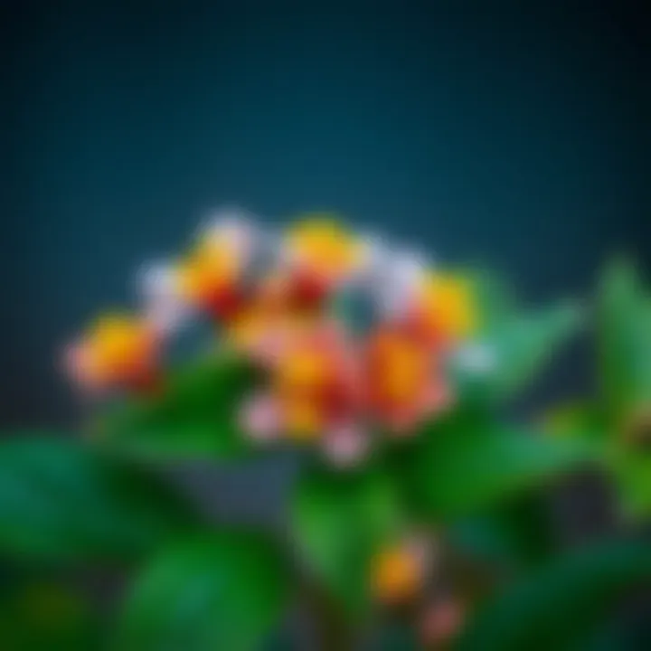 Fresh St. John's Wort Flowers and Leaves Fresh St. John's Wort flowers and leaves