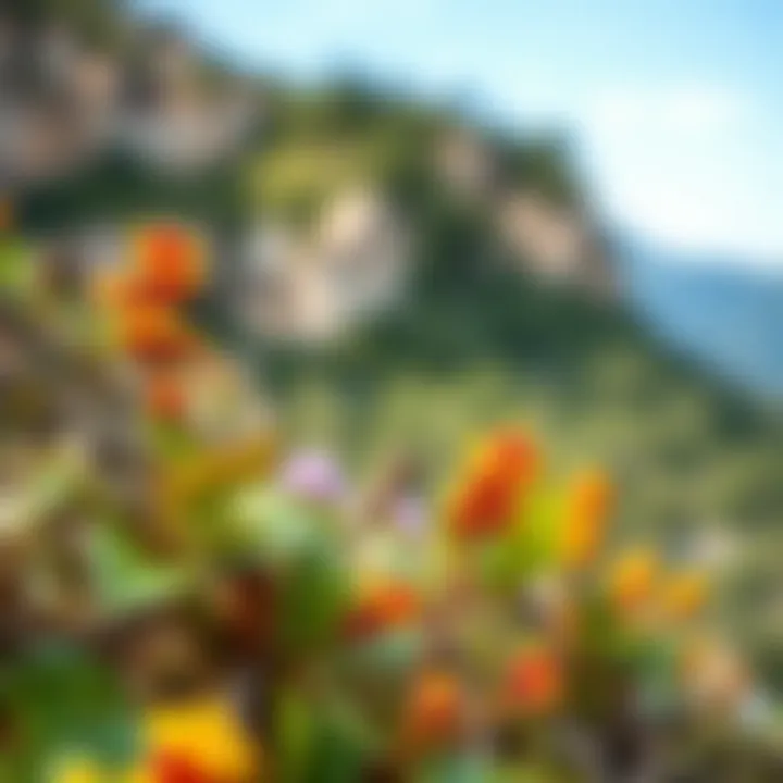 Natural Habitat of St. John's Wort A serene landscape illustrating the natural habitat of the St. John's Wort plant.