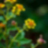 St. John's Wort: A Natural Treasure A close-up view of the St. John's Wort plant, showcasing its vibrant yellow flowers.