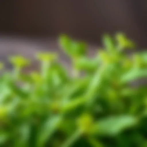 Close-up view of the Kirlangıç herb showcasing its vibrant green leaves
