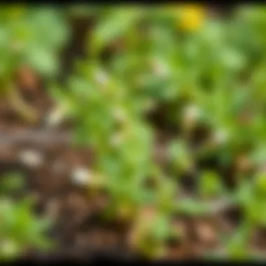 Kirlangıç Herb in Its Natural Environment A serene landscape featuring Kirlangıç plants in their natural habitat