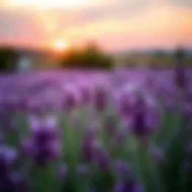 Lavender field during sunset