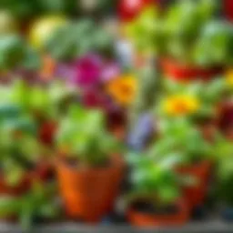 A beautifully arranged display of mini pots with various herbs showcasing vibrant greenery.