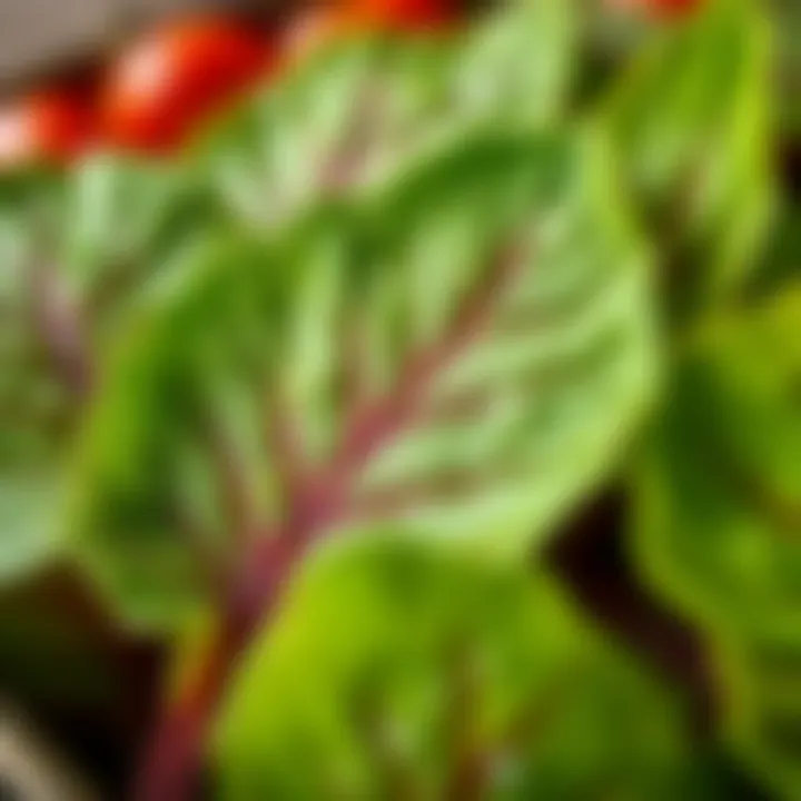 Vibrant Oğul Otu Leaves Fresh Oğul Otu leaves with dew