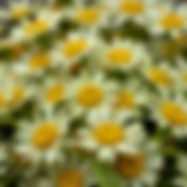 Close-up of oxeye daisy leaves showcasing their texture