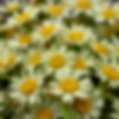 Textural Beauty of Oxeye Daisy Leaves Close-up of oxeye daisy leaves showcasing their texture