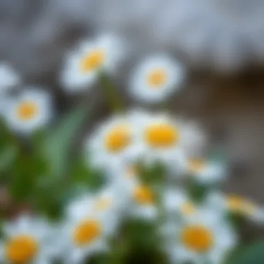 Oxeye Daisy in Traditional Remedies Oxeye daisy in a herbal remedy context