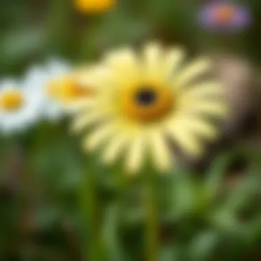 The Splendor of Oxeye Daisy Vibrant green oxeye daisy in a natural setting