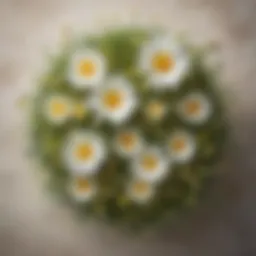 A vibrant blend of chamomile and fennel leaves arranged aesthetically.