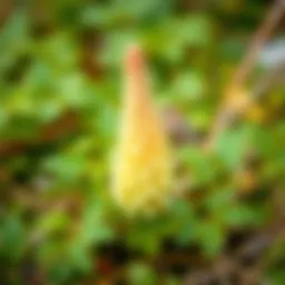 Natural habitat of the salep plant showcasing its native environment