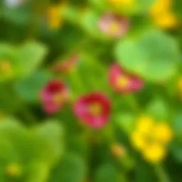 Nutritional benefits of purslane