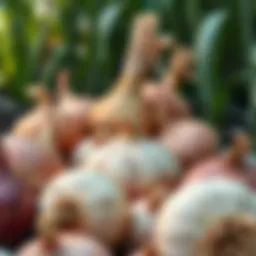 Different varieties of onions in a garden setting