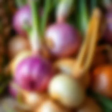 Harvesting Fresh Onions Freshly harvested onions ready for storage