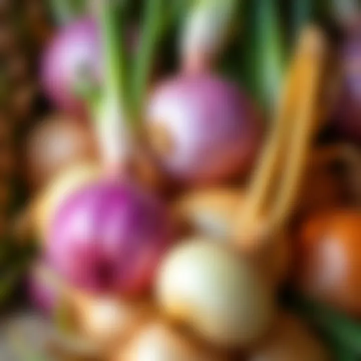 Harvesting Fresh Onions Freshly harvested onions ready for storage