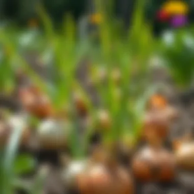 Thriving Onion Plants Healthy onion plants growing in a sunny garden