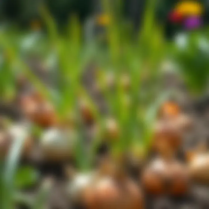 Thriving Onion Plants Healthy onion plants growing in a sunny garden
