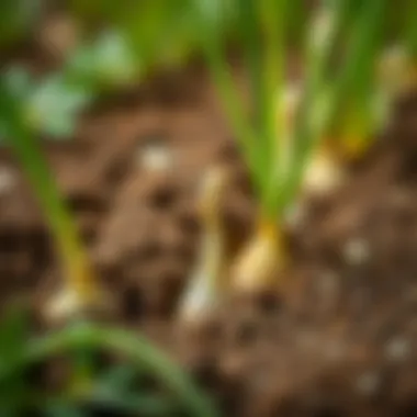 Planting Onion Seeds Seeds being planted in rich soil