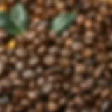 Aromatic coffee beans showcasing various origins