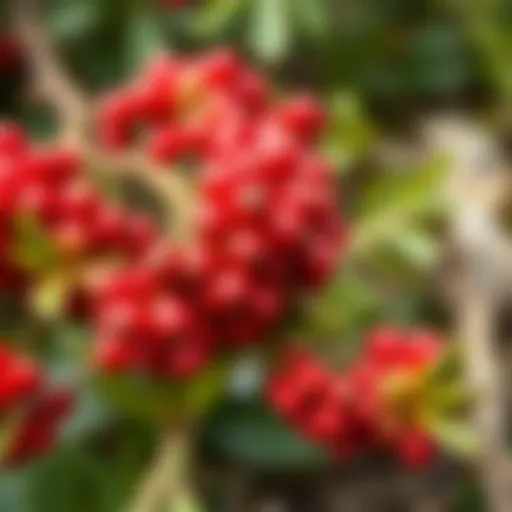 A vibrant display of sumac berries with a natural background