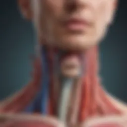 Illustration of the esophagus anatomy