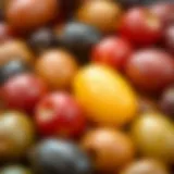 Close-up view of assorted olives showcasing their rich colors