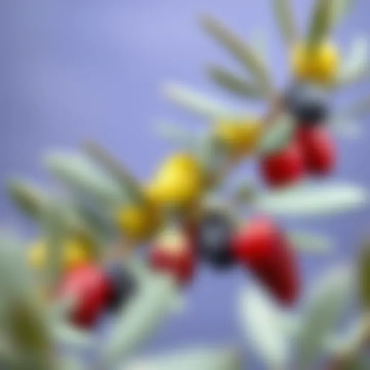 Illustration of olive branches with fruits symbolizing health and wellness